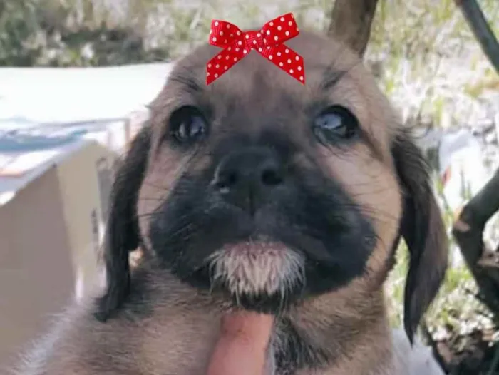 Cachorro ra a Mestiça  idade 2 a 6 meses nome Sofia 