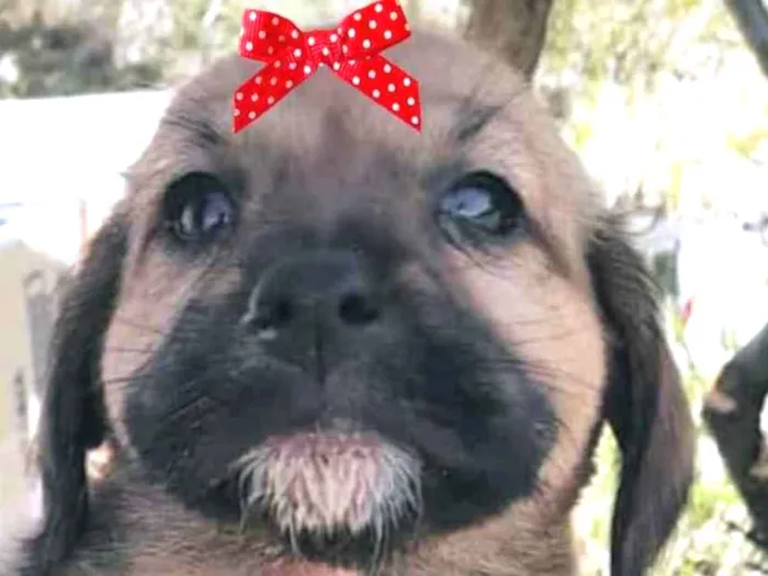 Cachorro ra a Mestiça  idade 2 a 6 meses nome Sofia 