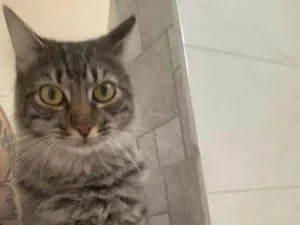 Gato raça SRD idade 1 ano nome Romeu 