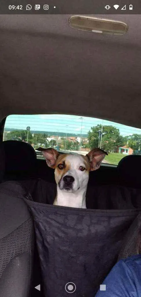 Cachorro ra a Indefinida idade 4 anos nome Cristina