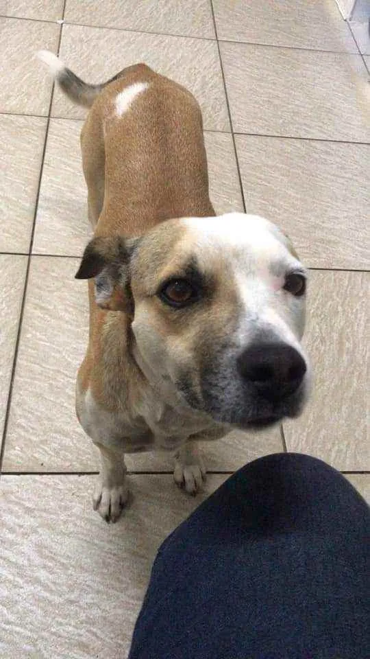 Cachorro ra a Indefinida idade 4 anos nome Cristina