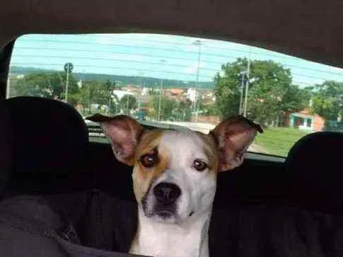 Cachorro ra a Indefinida idade 4 anos nome Cristina