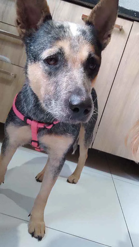 Cachorro ra a Boiadeiro australiano  idade 2 anos nome Está sem nome