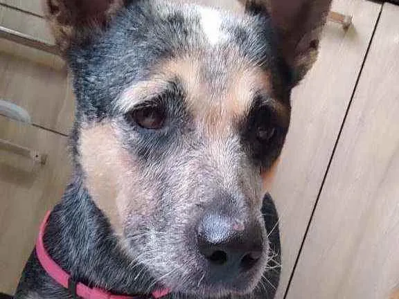 Cachorro ra a Boiadeiro australiano  idade 2 anos nome Está sem nome