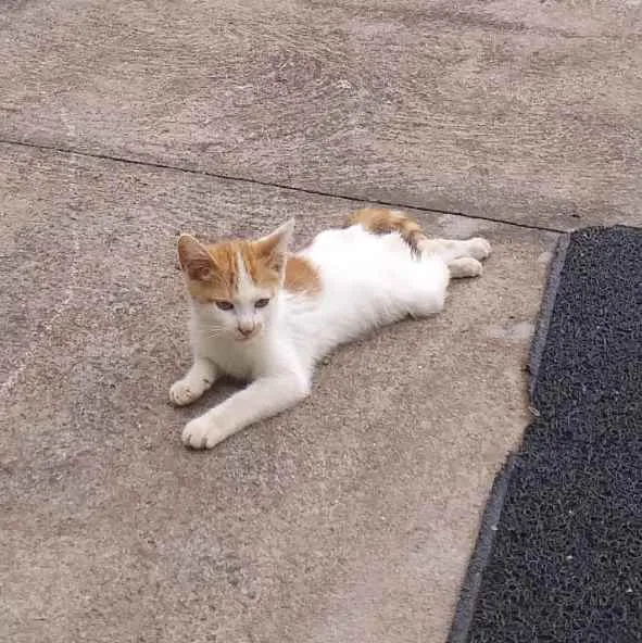 Gato ra a Não tem raça  idade 2 a 6 meses nome Nick 