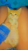 Laranja 