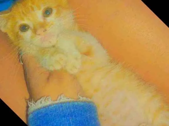 Gato ra a Sianes idade Abaixo de 2 meses nome Laranja 