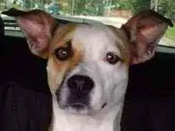 Cachorro raça Indefinida idade 4 anos nome Cristina