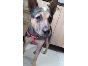 Cachorro raça Boiadeiro australiano  idade 2 anos nome Está sem nome
