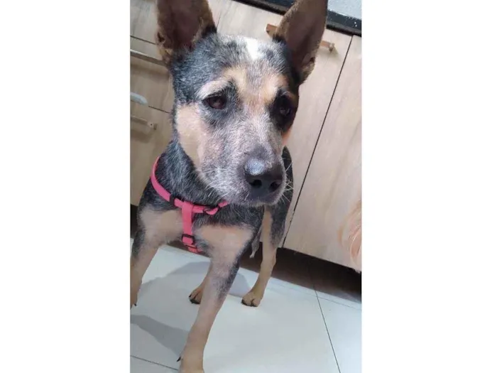 Cachorro ra a Boiadeiro australiano  idade 2 anos nome Está sem nome