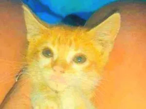 Gato raça Sianes idade Abaixo de 2 meses nome Laranja 