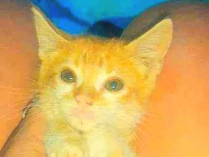 Gato ra a Sianes idade Abaixo de 2 meses nome Laranja 