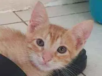 Gato ra a SRD idade 2 a 6 meses nome ....  