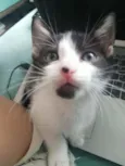 Bono