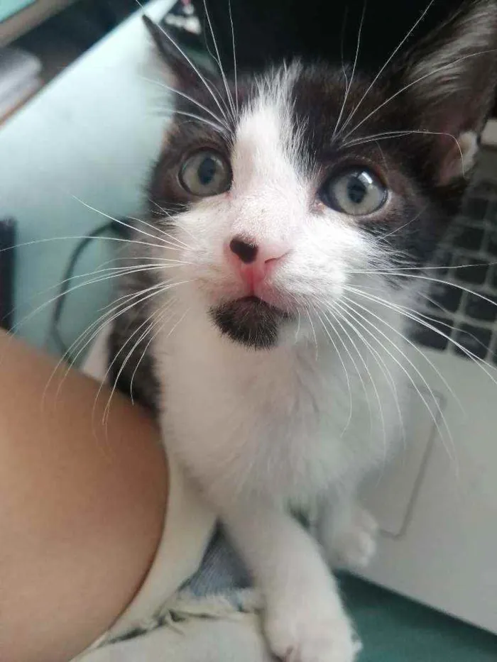 Gato ra a SRD idade Abaixo de 2 meses nome Bono