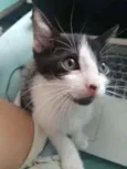 Bono