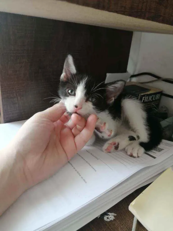 Gato ra a SRD idade Abaixo de 2 meses nome Bono