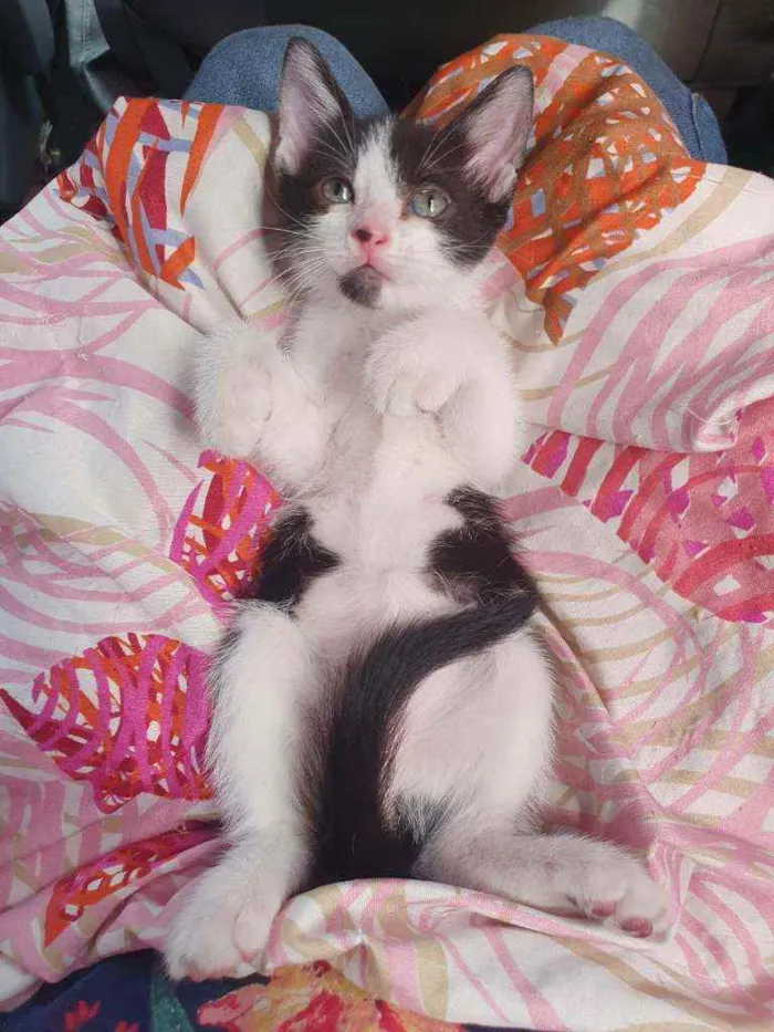 Gato ra a SRD idade Abaixo de 2 meses nome Bono