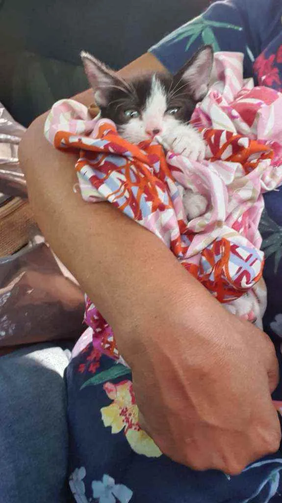 Gato ra a SRD idade Abaixo de 2 meses nome Bono
