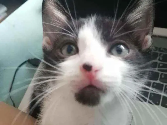 Gato ra a SRD idade Abaixo de 2 meses nome Bono