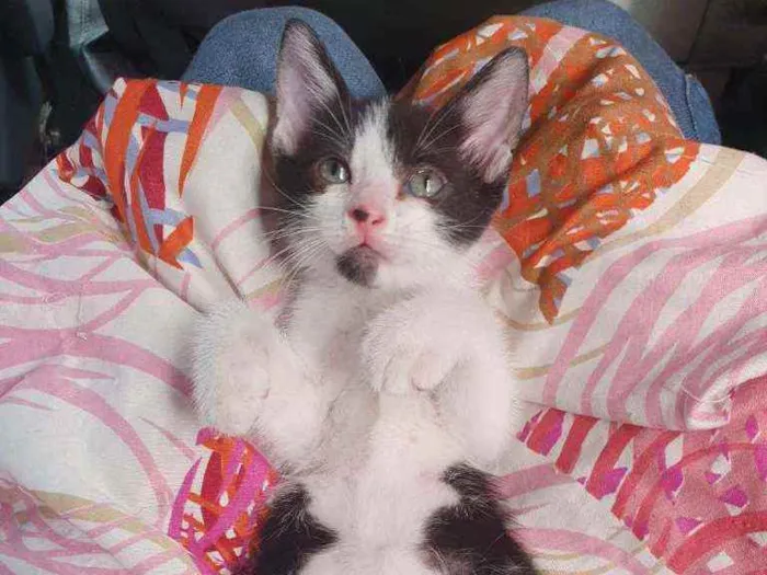 Gato ra a SRD idade Abaixo de 2 meses nome Bono
