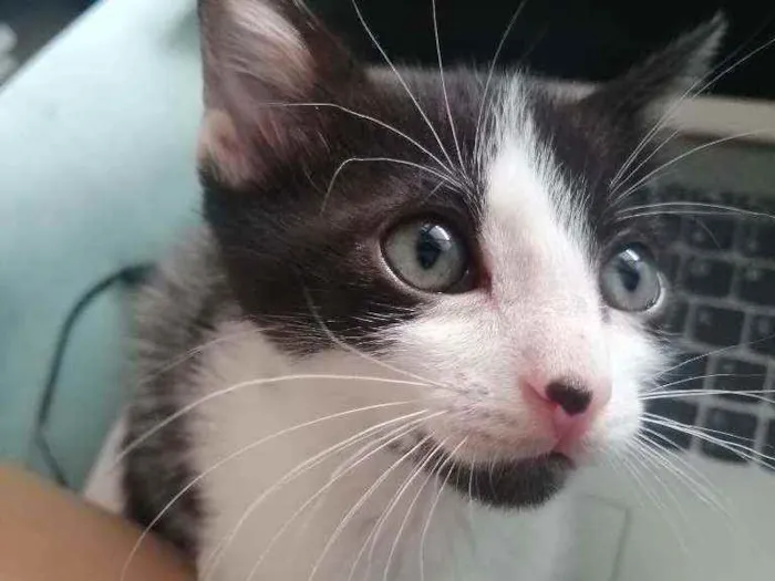 Gato ra a SRD idade Abaixo de 2 meses nome Bono