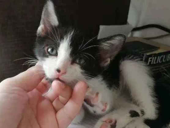 Gato ra a SRD idade Abaixo de 2 meses nome Bono