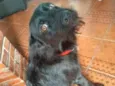 Zeca