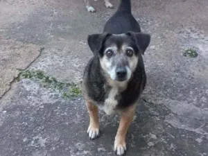 Cachorro raça SRD idade 6 ou mais anos nome Totó e Zulú