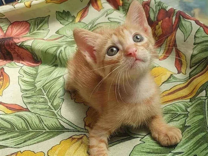 Gato ra a SRD idade 2 a 6 meses nome ....  