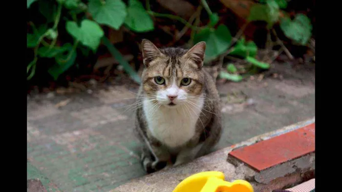 Gato ra a Não definida idade 6 ou mais anos nome Carmem