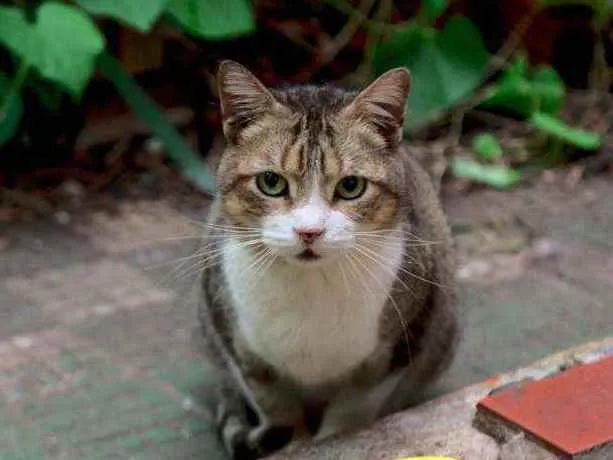 Gato ra a Não definida idade 6 ou mais anos nome Carmem