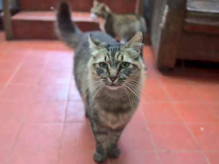 Gato ra a Não definida idade 6 ou mais anos nome Juanita