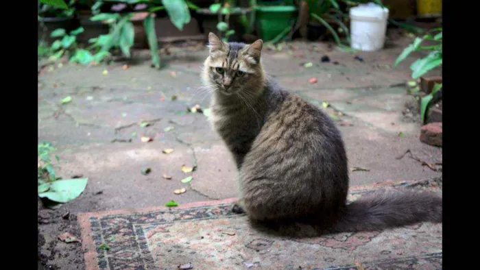 Gato ra a Não definida idade 6 ou mais anos nome Juanita