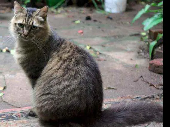 Gato ra a Não definida idade 6 ou mais anos nome Juanita