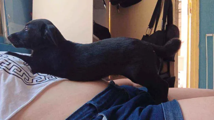 Cachorro ra a Sem raça definida idade 2 a 6 meses nome Mia