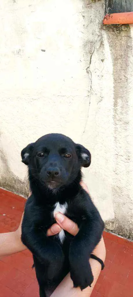 Cachorro ra a Sem raça definida idade 2 a 6 meses nome Mia