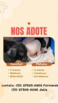 Bebes
