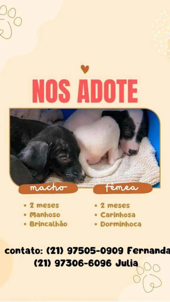 Cachorro ra a Srd idade 2 a 6 meses nome Bebes