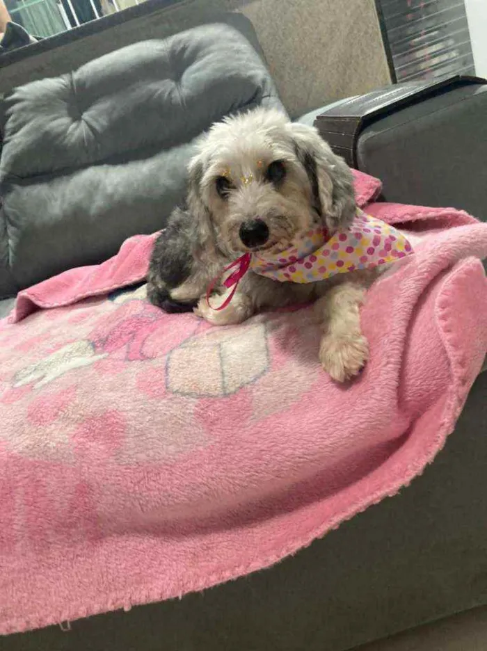 Cachorro ra a Srd idade 6 ou mais anos nome Sofia