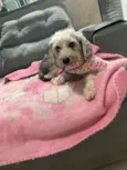 Sofia