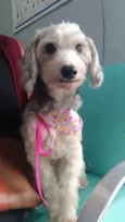 Sofia
