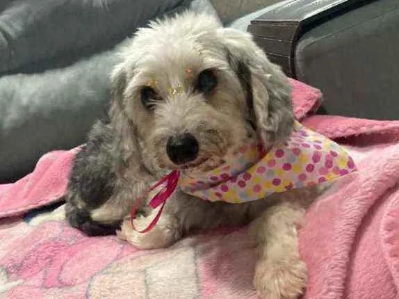 Cachorro ra a Srd idade 6 ou mais anos nome Sofia