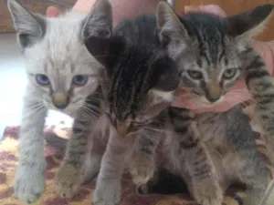 Gato raça SRD idade 2 a 6 meses nome GRAFITE,