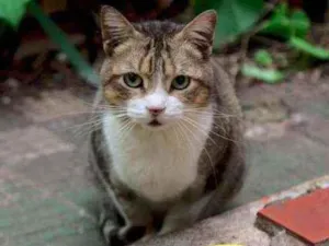 Gato raça Não definida idade 6 ou mais anos nome Carmem