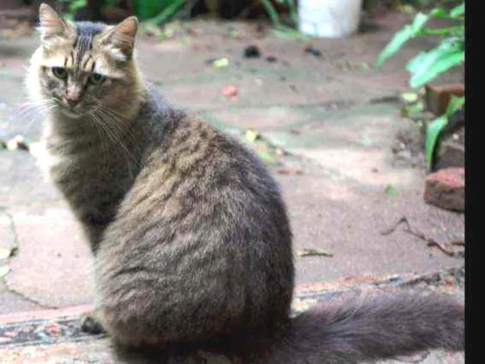 Gato ra a Não definida idade 6 ou mais anos nome Juanita