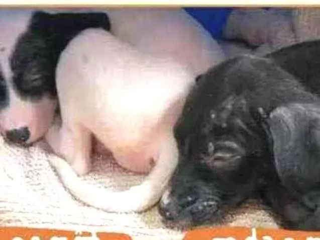 Cachorro ra a Srd idade 2 a 6 meses nome Bebes