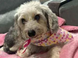 Cachorro raça Srd idade 6 ou mais anos nome Sofia