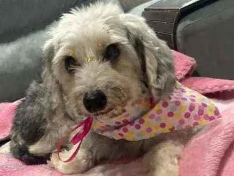 Cachorro ra a Srd idade 6 ou mais anos nome Sofia