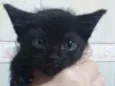 Neguinho